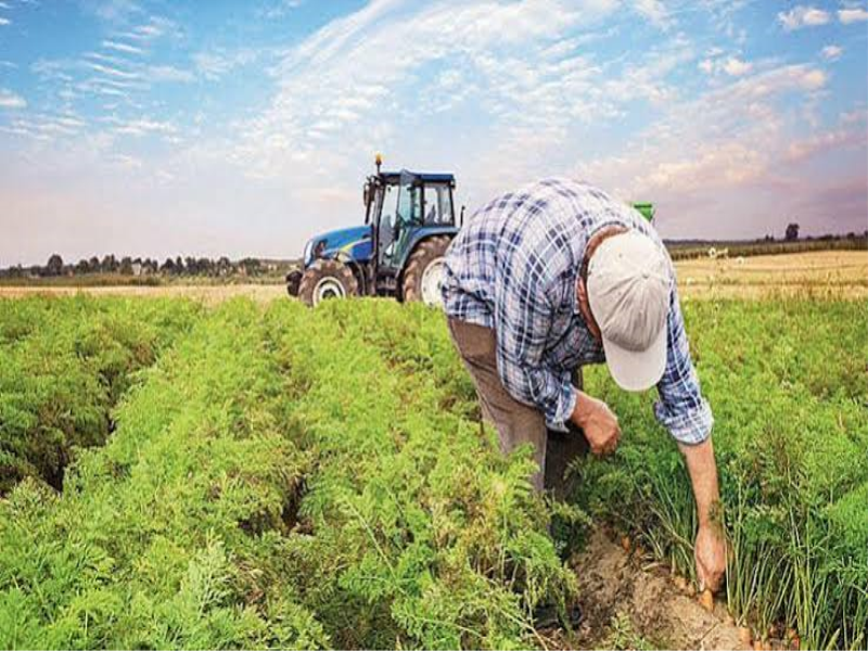 Tarımda İkarus Etkisi: “Rekor Üretim” Deniliyor, Çiftçinin Kanatları Eriyor